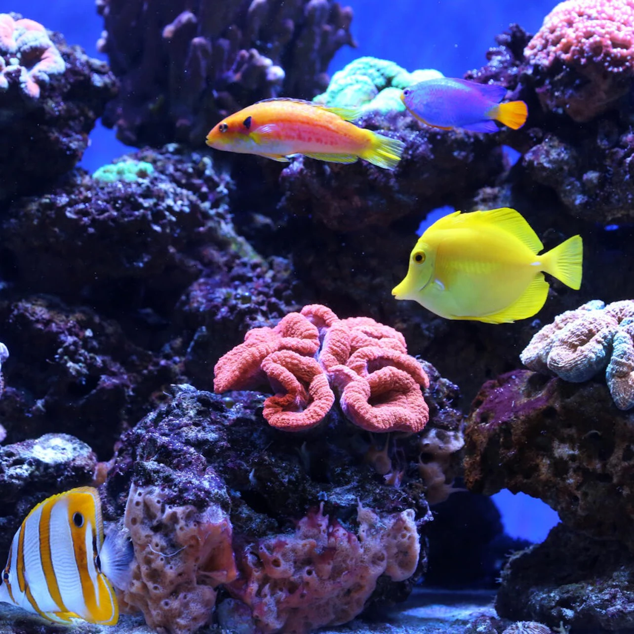 Cover image for Artis Aquarium Reopens: