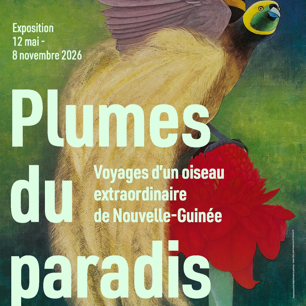Cover image for Plumes Du Paradis